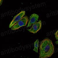 Валидация IF - AntibodySystem RHG47501
