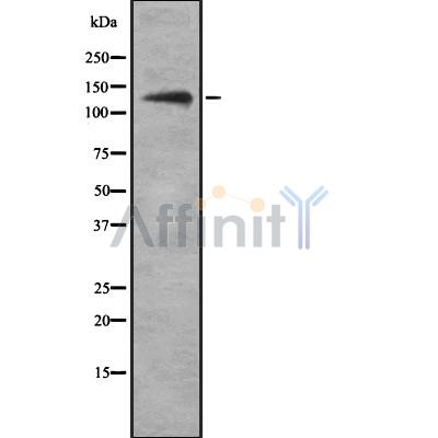 Валидация Affinity DF8873 - 20972