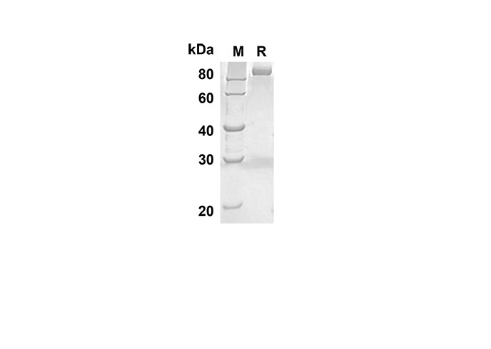 Валидация Elabscience PDMM100045(1027)