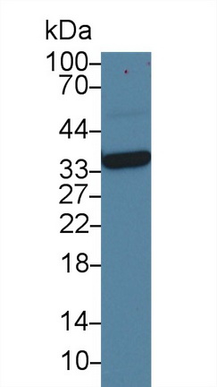 14686