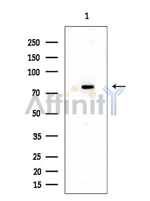 Валидация Affinity DF3967 - 15182