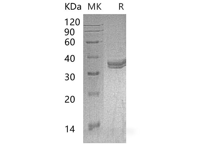 Валидация Elabscience PKSM040973(4911)