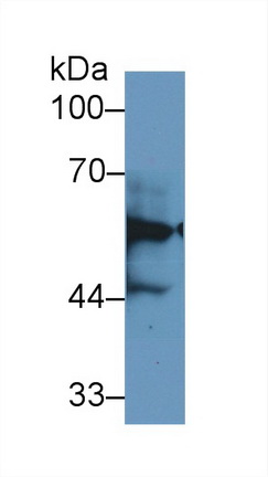 13111