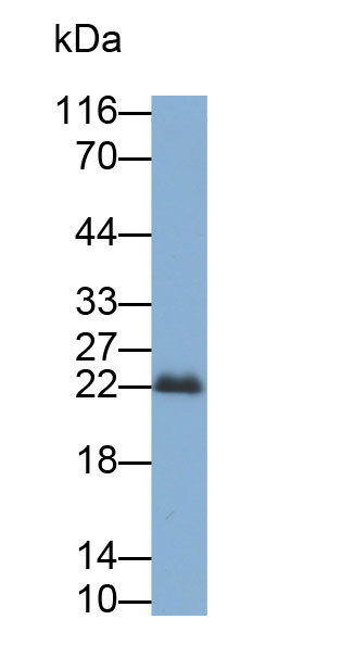 32846