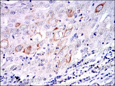Валидация AntibodySystem RHA28101 (80)