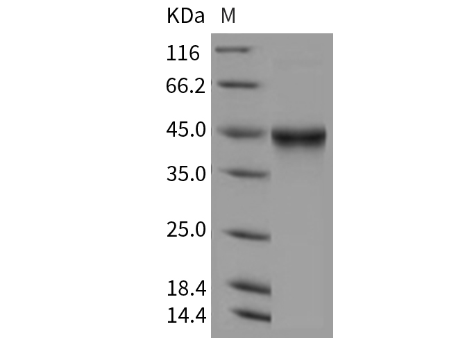 Валидация Elabscience PKSM040336(4340)
