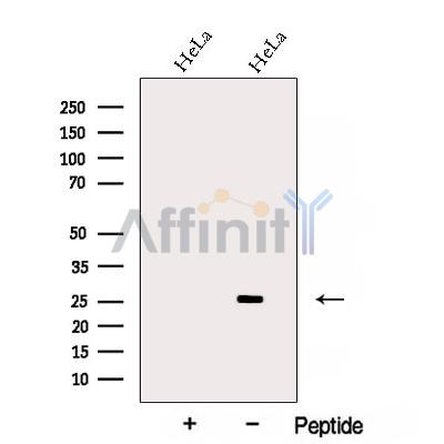 Валидация Affinity DF12828 - 7542