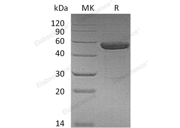 Валидация Elabscience PKSH032567(3019)