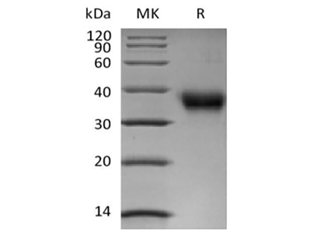 Валидация Elabscience PKSH033924(4153)