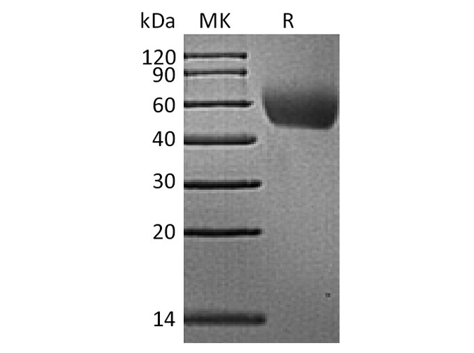 Валидация Elabscience PKSQ050071(5440)