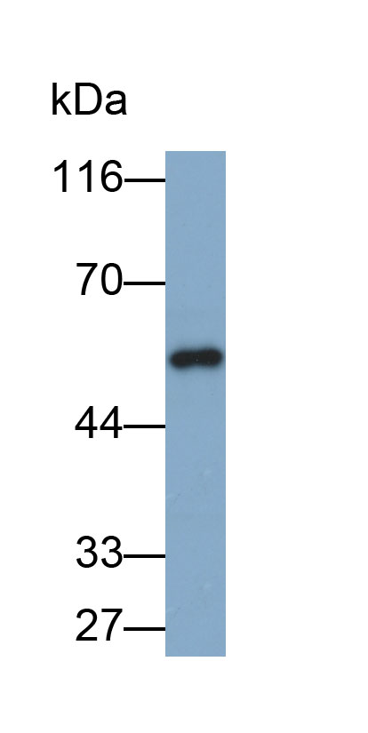 33459