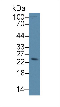 12797
