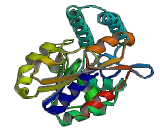 5"-Nucleotidase, Cytosolic III Like Protein (NT5C3L)