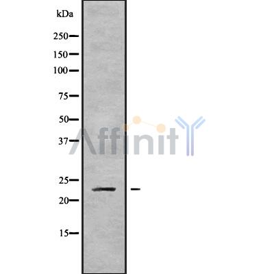 Валидация Affinity DF9833 - 22728