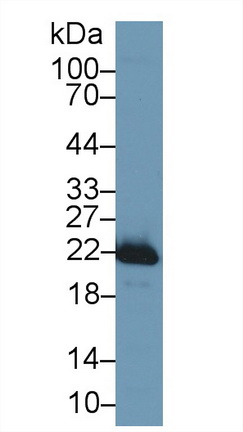 13441