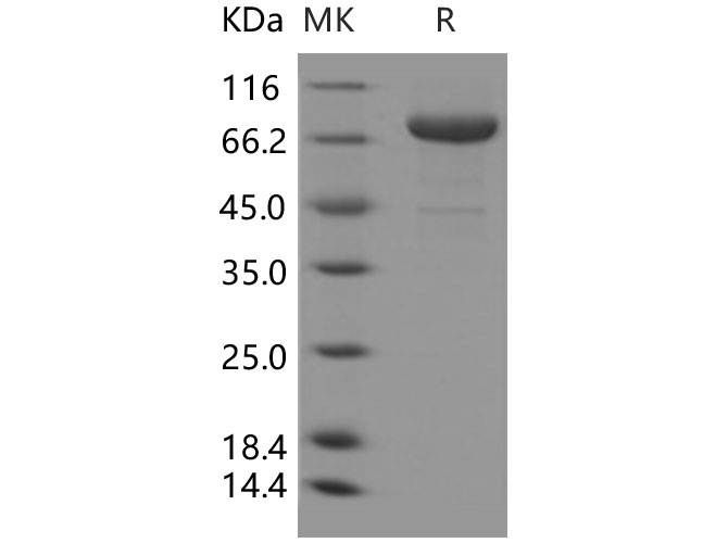 Валидация Elabscience PKSH031302(2043)