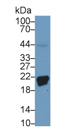 13237