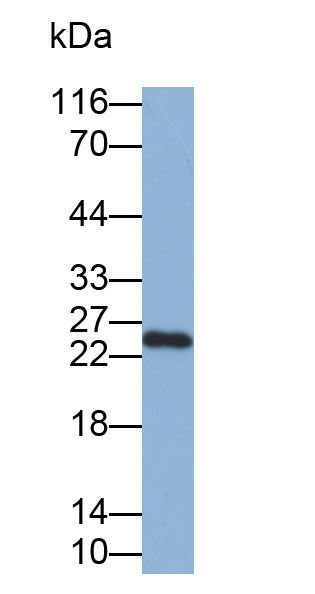32847