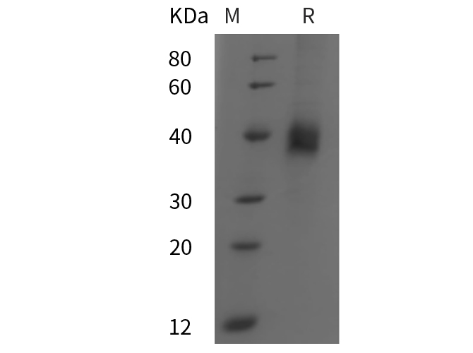 Валидация Elabscience PDMM100011(1019)