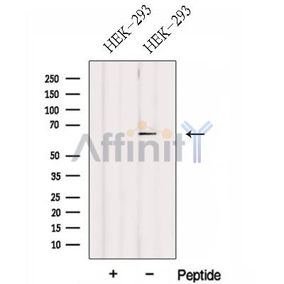 Валидация Affinity DF13011 - 7806