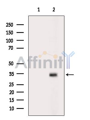 Валидация Affinity DF14037 - 9806