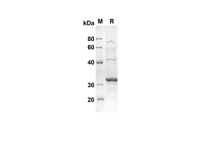 Валидация Elabscience PDEM100129(482)