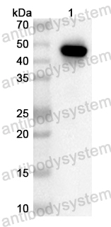 Валидация AntibodySystem PHB34501