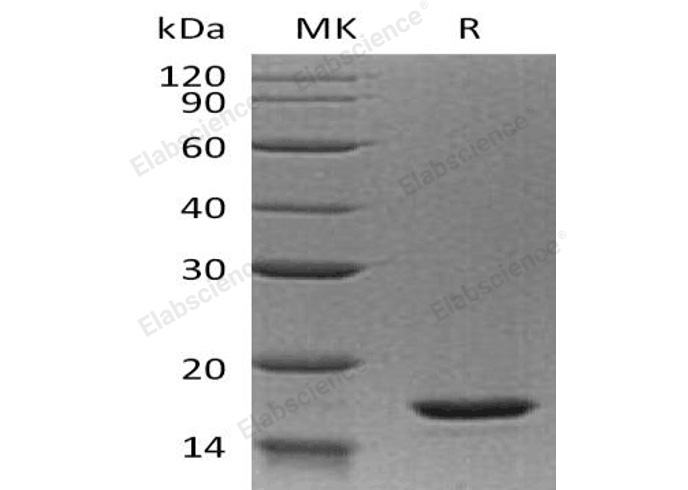 Валидация Elabscience PKSH032630(3070)