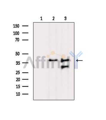 Валидация Affinity DF14405 - 10335