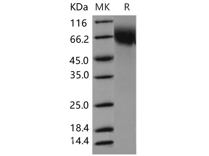 Валидация Elabscience PKSM040529(4519)