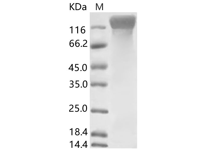 Валидация Elabscience PKSV030112(5890)