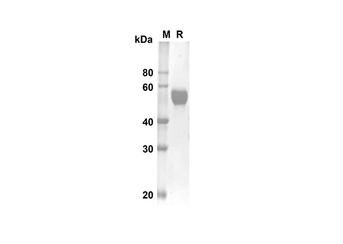 Валидация Elabscience PDMH100247(870)