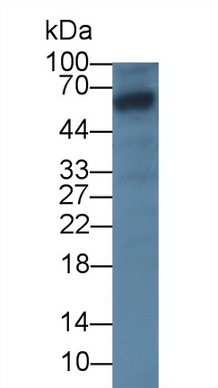 39993