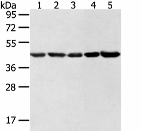 Валидация Elabscience E-AB-52236