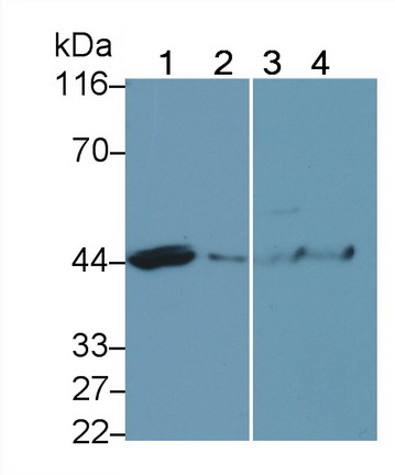 9750
