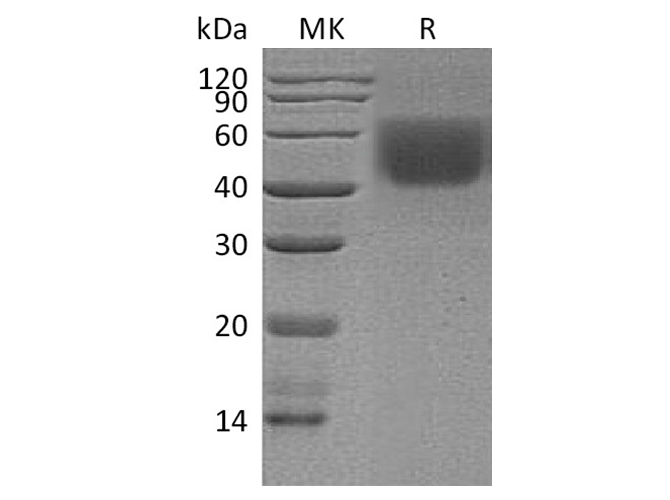 Валидация Elabscience PKSH033722(4000)