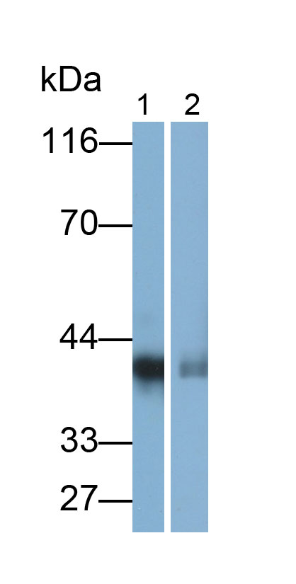 33240