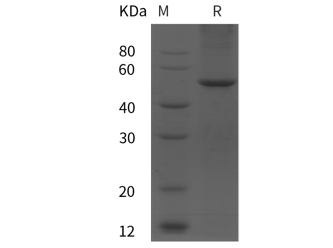 Валидация Elabscience PDEH100843(279)