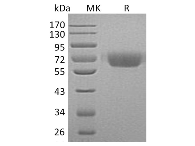 Валидация Elabscience PKSH033413(3738)