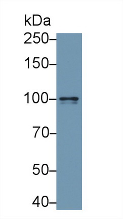 9689