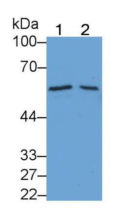 39628