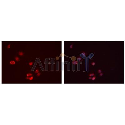Валидация Affinity DF7131 - 18782