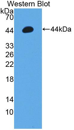 36737