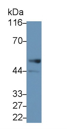 58345