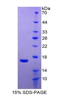 42808