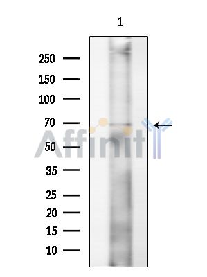 Валидация Affinity DF8915 - 21045