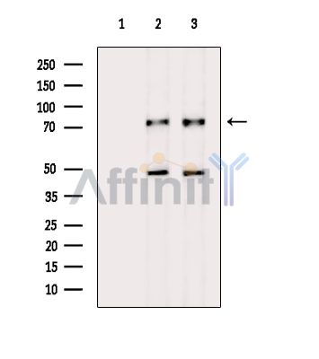 Валидация Affinity DF14745 - 10828