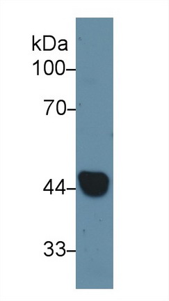 9154