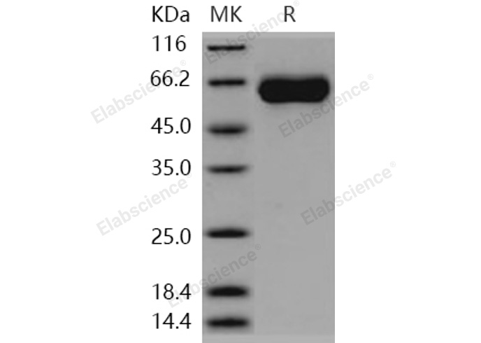 Валидация Elabscience PKSH030446(1371)
