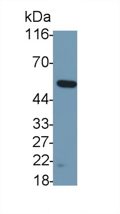 39456